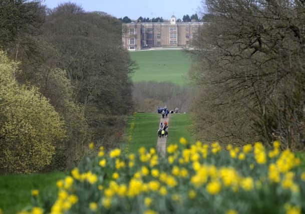 Daffodils in bloom at Temple Newsam, Leeds..16th April 2018 ..Picture by Simon Hulme