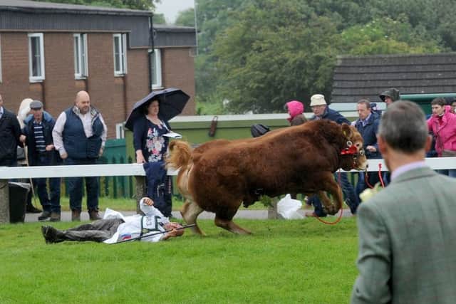 The handler briefly lost consciousness after being trampled by the bull.