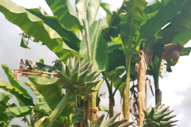 Nostell Priory has banana plants