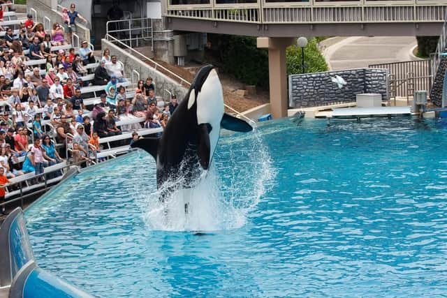 Killer whale show at a Sea World resort in San Diego.