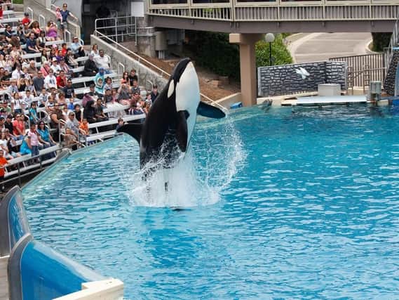 Killer whale show at a Sea World resort in San Diego.