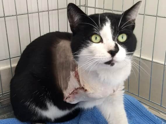 Rescue cat Tom has its leg amputated after being shot with an air rifle.
