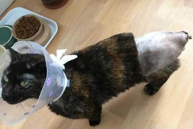 Rescue cat Briony was found abandoned in a builder's yard with severe injuries.
