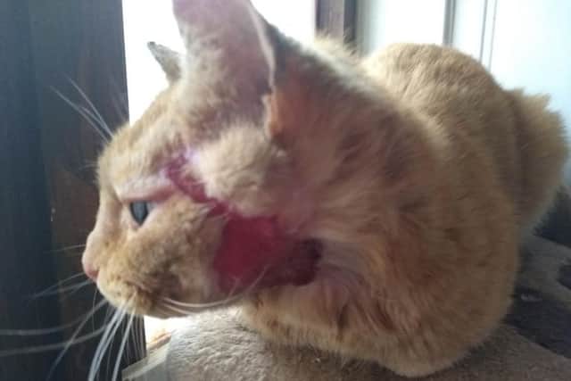 Stray cat, Goose, was found with a severe burst abscess caused by fighting.