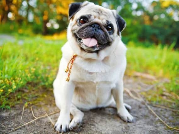 The pug cafe is coming to Leeds!