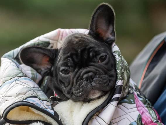 File photo of 11-week-old French Bulldog pup Bell.