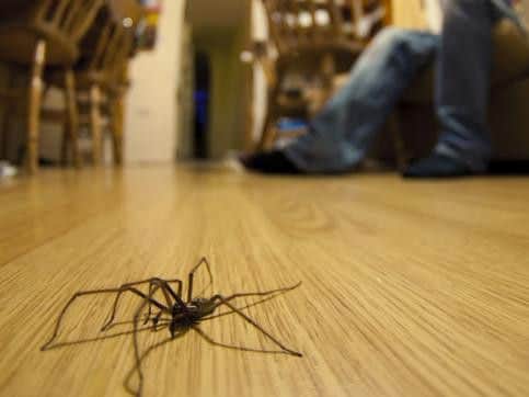 The heatwave is not good news for those with a fear of spiders