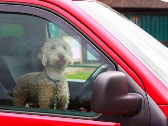 This is what the law says about breaking into a car to rescue a dog