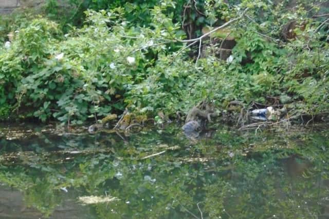 Can you spot the terapin in the Leeds Liverpool Canal