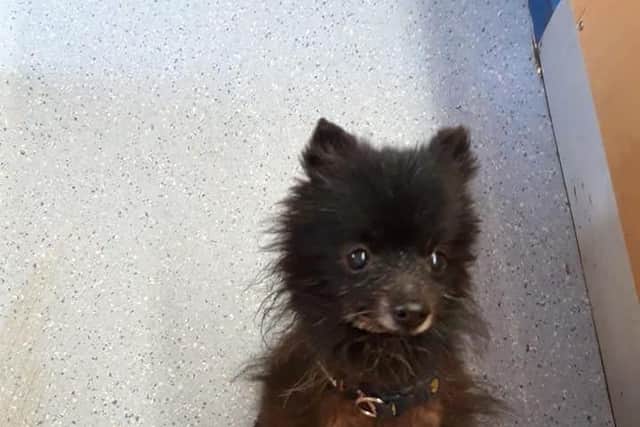 Pomeranian Albert was abandoned in Leeds with a tumour on his mouth