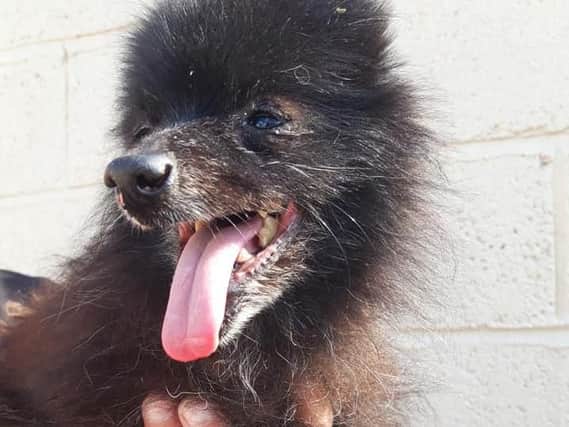Pomeranian Albert was abandoned in Leeds with a tumour on his mouth