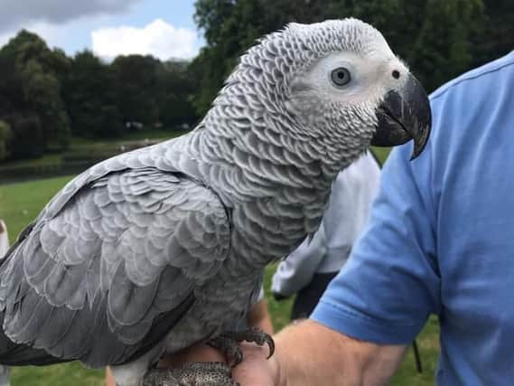 Appeal for African grey parrot found in Roundhay Park. Picture: Olivia Houseman