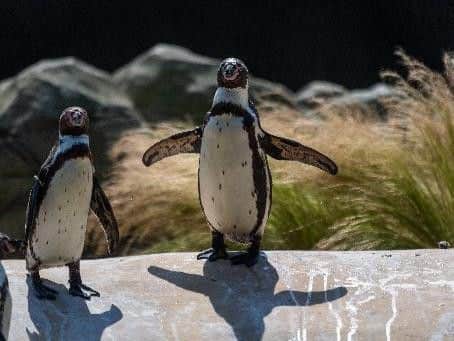 Rare Humboldt penguins at Lotherton's Wildlife World