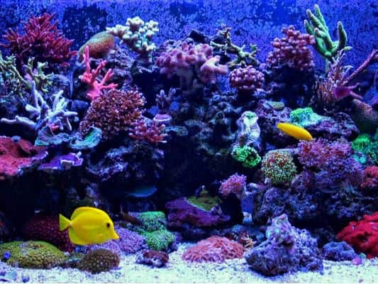 Now a warning has been issued after a family was hospitalised when they inhaled a deadly toxin caused by coral