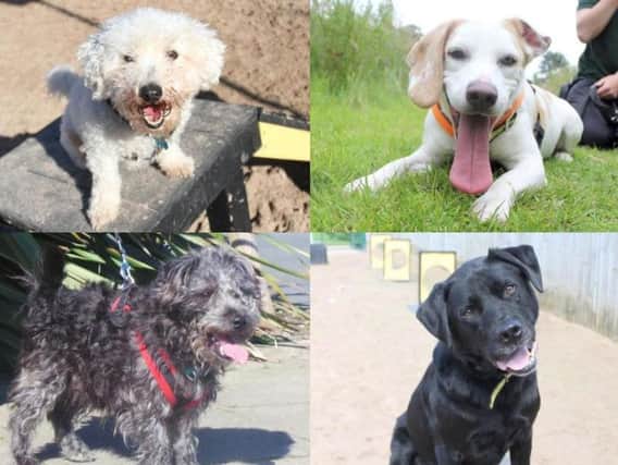 These lovable rescue puppies and dogs are all desperately seeking a permanent, loving home in Leeds