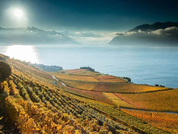 Lavaux lakeside vineyards