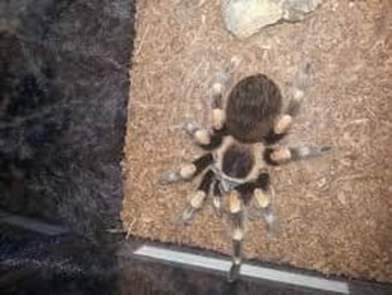 The Mexican Red Knee tarantula is on the loose in Leeds. Have you seen 'Jimmy'?