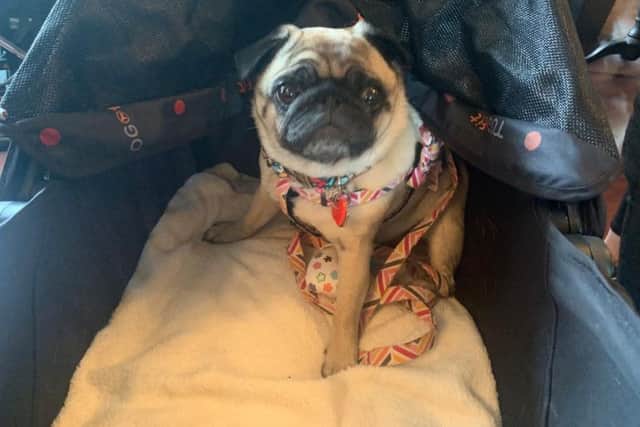 A pop-up Pug Caf came to Leeds this weekend