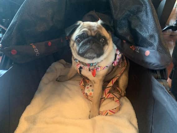 A pop-up Pug Caf came to Leeds this weekend