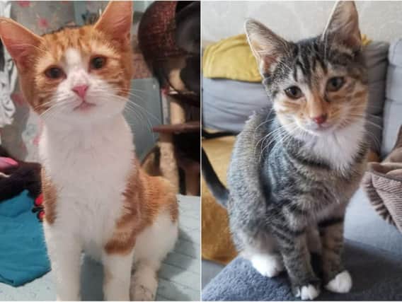 Frank and Betty need to be adopted before the organisation can take in any more abandoned cats. Photo provided by Leeds Cat Rescue.