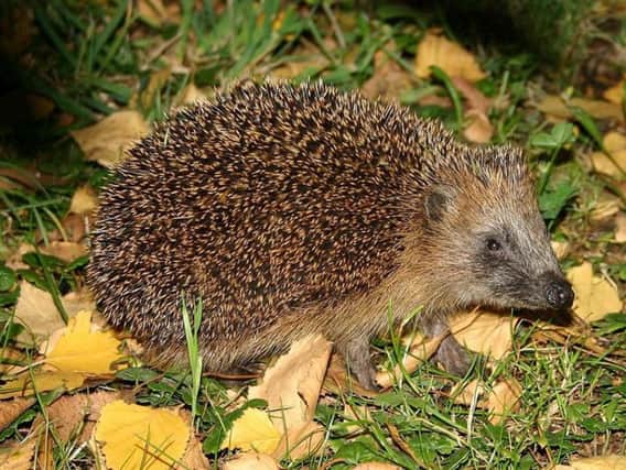 Stock image of a hedgehog