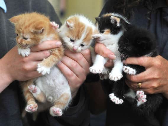 Fancy meeting some kittens in Leeds? Picture: Neil Cross/JPI Media