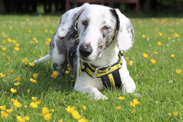 Young Snoopy is looking for a new home. Photo provided by Dogs Trust Leeds.