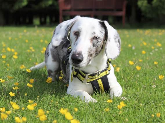 Young Snoopy is looking for a new home. Photo provided by Dogs Trust Leeds.
