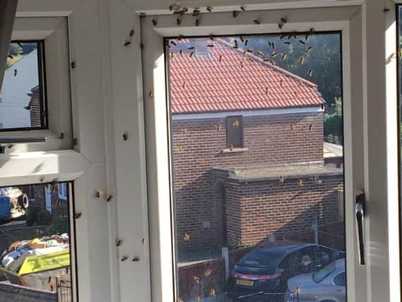 Around hundreds bees are said to be in the living room. Photo provided by Melanie Wright.
