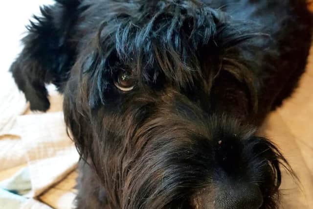 Meet the hero dog Betzi who is always saving her owners - even chasing away burglars and pulling them out of the way of a falling tree.
