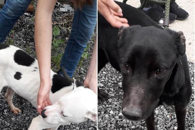 Ty (left) and Bonnie (right) were left in the bathroom for "some time". Pictures from Wakefield Council