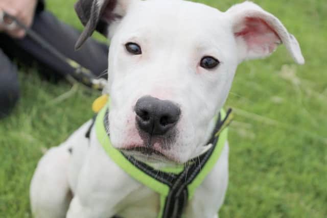 Ty is just a year old. Picture from Dogs Trust Leeds.