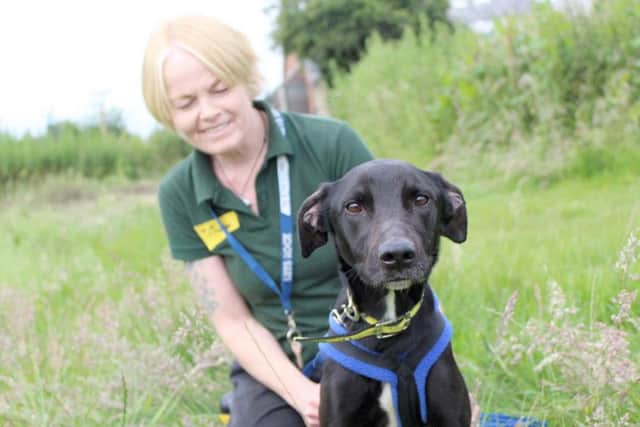 Bonnie needed medical treatment from Dogs Trust vets, but has now been rehomed with a new owner. Picture from Dogs Trust Leeds.
