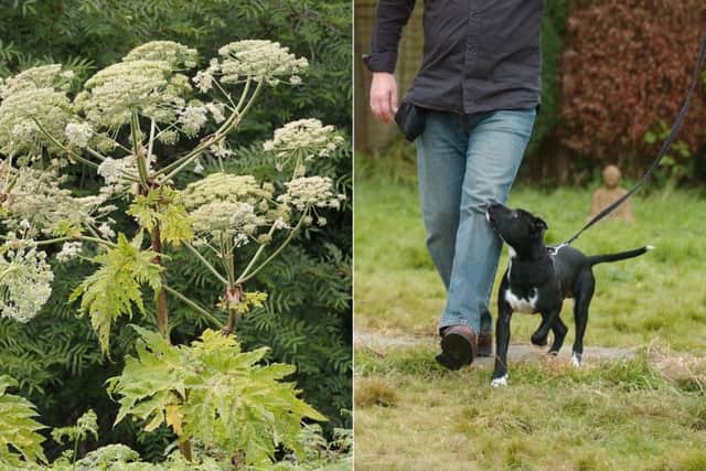 A dog was injured after brushing against giant hogweed in West Yorkshire.