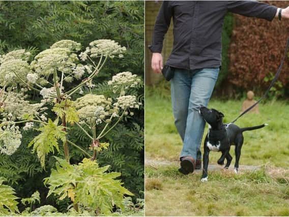 A dog was injured after brushing against giant hogweed in West Yorkshire.