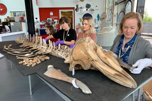 Members of the Leeds Museums and Galleries team help Clare Brown, curator of natural sciences, piece together the pilot whale skeleton