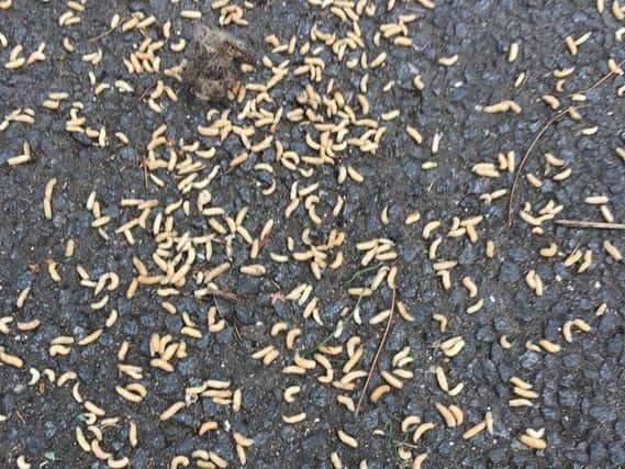 Thousand of maggots have invaded the Leeds street