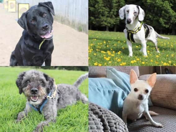 These lovable rescue puppies and dogs in Leeds are all in desperate need of a caring, forever home