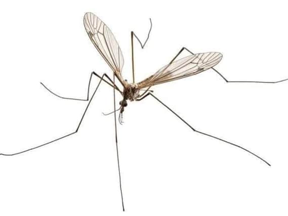 Sex-crazed Daddy Long Legs are about to descend on homes in Leeds looking for a mate