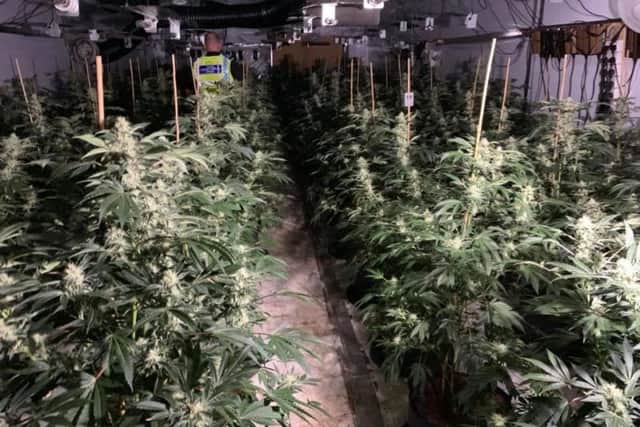 An officer inside the huge cannabis plant (Photo: WYP)