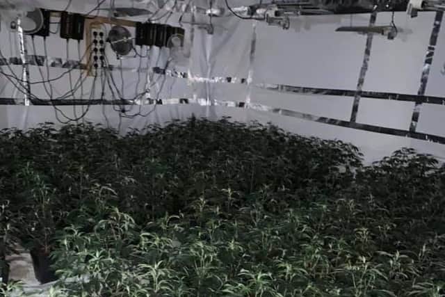 Police seized over 850 cannabis plants from the farm (Photo: WYP)