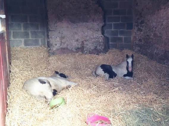 Abandoned foals Bill and Ben were found in a field next to the motorway. Photo provided by North Yorkshire Police.