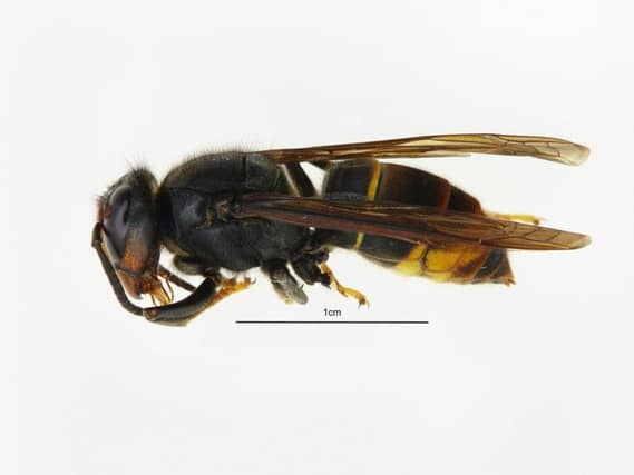 An Asian hornet. Pic: PA