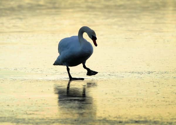 A swan walks on the ice at Fairburn Ings Nature Reserve, near Castleford. PIC: Simon Hulme.