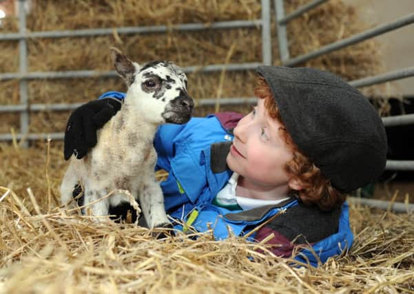 Oliver Boswick, aged seven, with a new lamb at Temple Newsam.