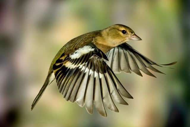 Chaffinches are among the bird species found to be less common sights in gardens.