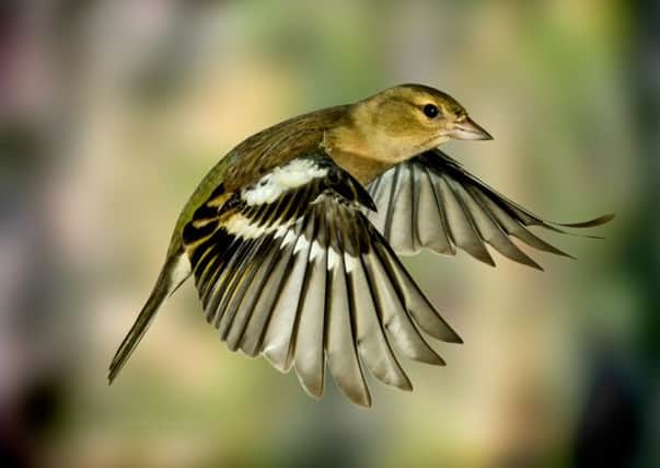 Chaffinches are among the bird species found to be less common sights in gardens.