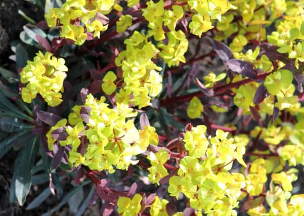 Euphorbias will grow anywhere and defy all weathers, but are often overlooked for more flamboyant plants.