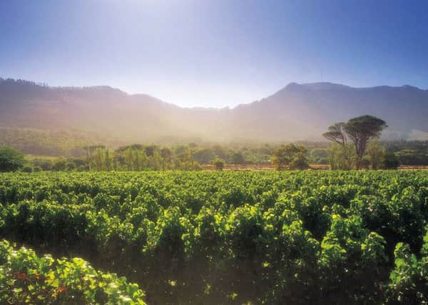 The Steenberg vineyards, South Africa.