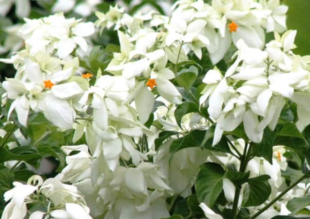 Give a warm welcome to Mussaenda philippica, known as the Virgin Tree or Tropical Dogwood.